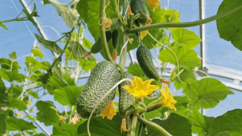 Как успешно вырастить огурцы сорта