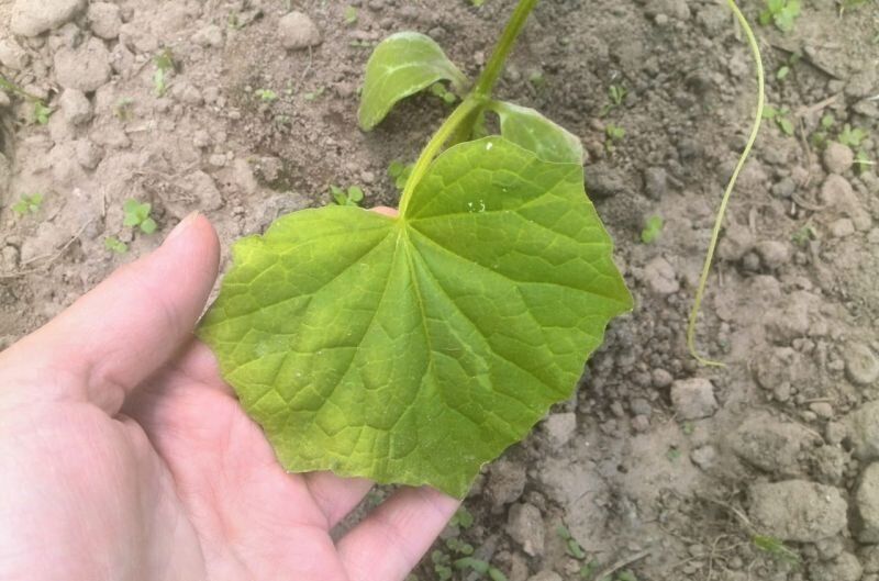 Спасаем огурцы: секреты подкормки после заморозков