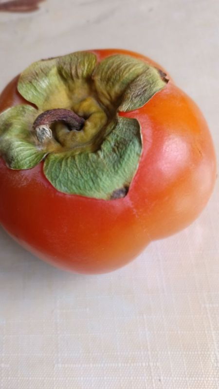 Откусите кусочек лета: хурма сорта «Ромашка» завоевывает сердца