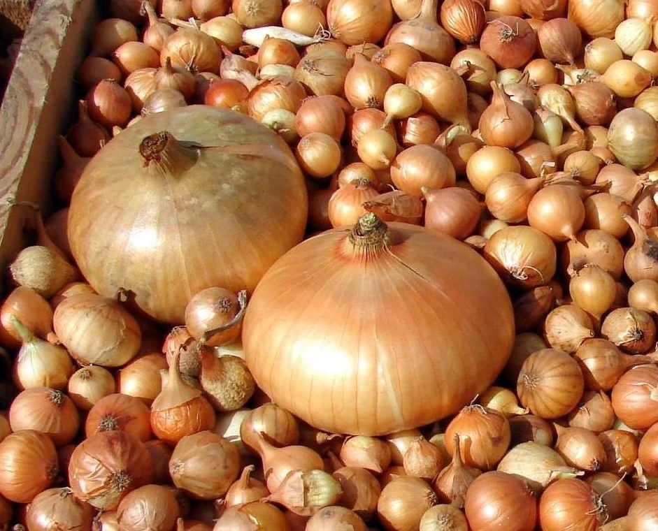 Почему осень — лучшее время для покупки лука-севка
