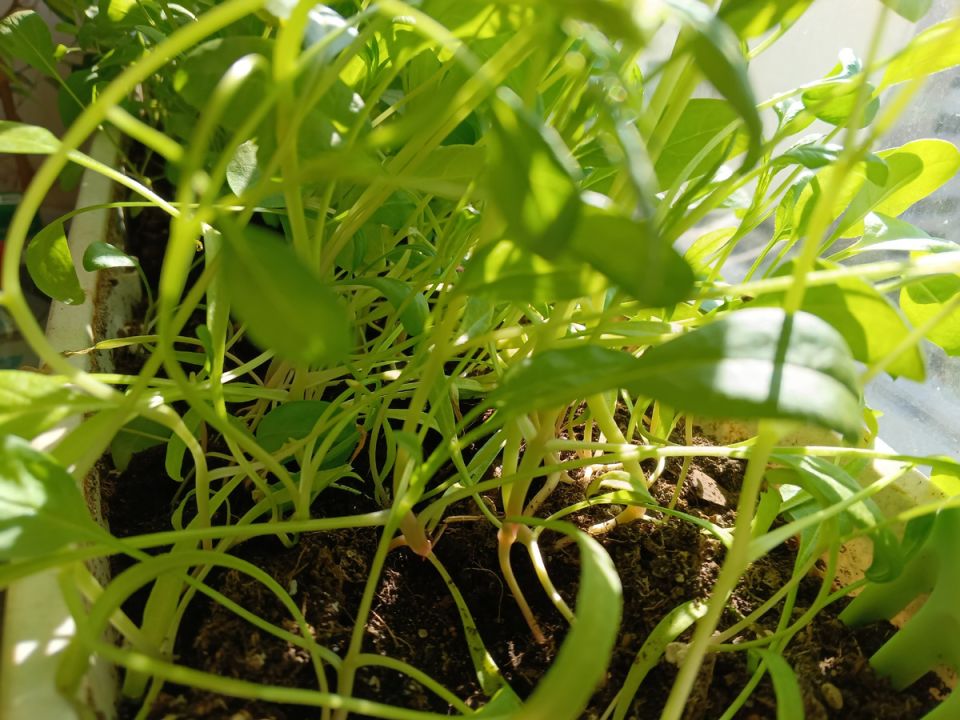 Зелень на балконе: как домашний огород помогает жить активнее