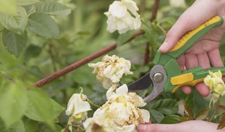 Секреты долговечного цветения роз: как заботиться о любимицах сада