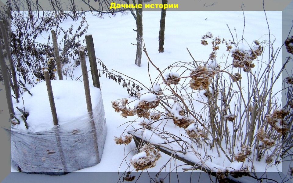 Как подготовить дачный участок к зимнему сезону: советы садоводов