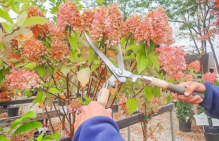 Как правильно обрезать метельчатую гортензию осенью, чтобы добиться пышного цветения