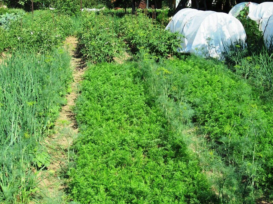 Соседство на огороде: как морковь и лук обеспечивают друг другу защиту