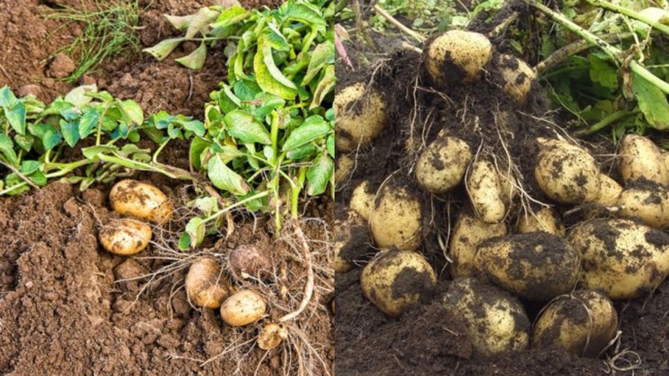 Выращивание картофеля без химии: простые правила для щедрого урожая