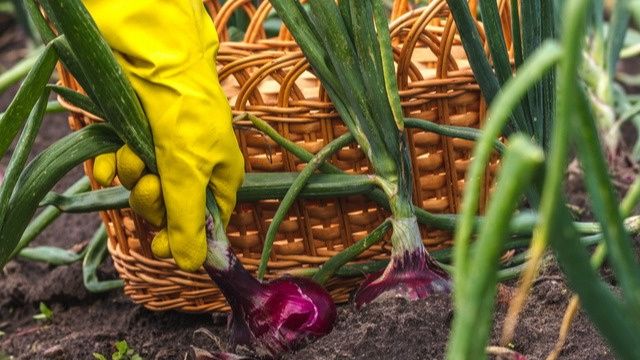 Секреты успешной подкормки лука: когда и чем удобрять для максимального урожая