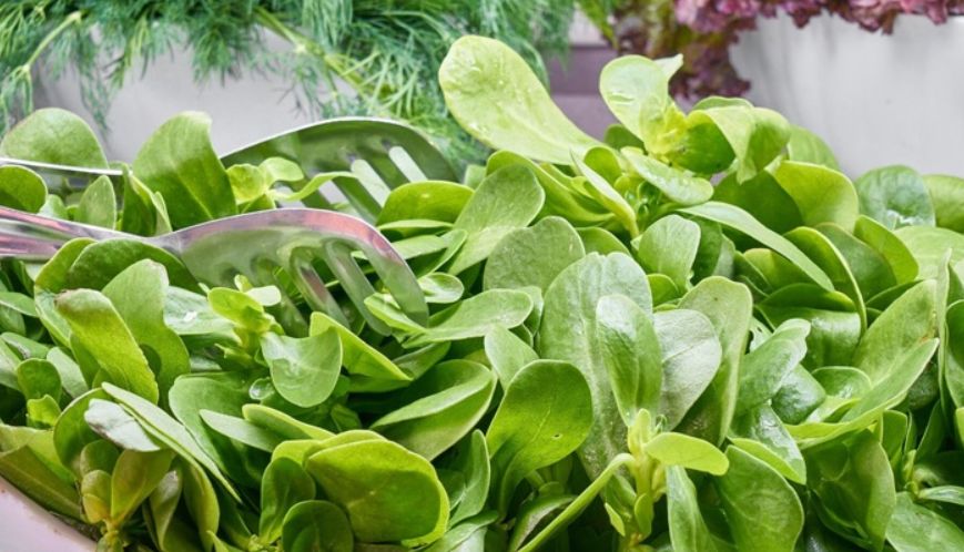 Микрозелень шпината: суперфуд для ваших мышц