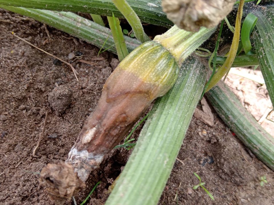 Как преодолеть проблемы с урожаем кабачков в непростых условиях августа