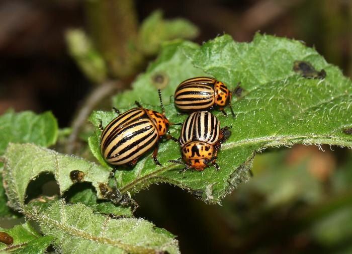 На картофеле появляются бородавки: причины и эффективные методы борьбы