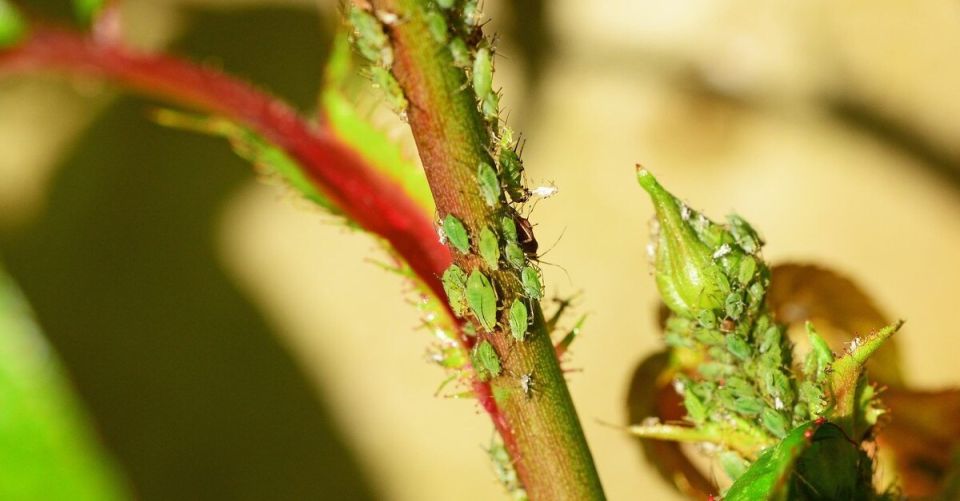 Эффективные методы борьбы с тлей на цветах: советы для садоводов