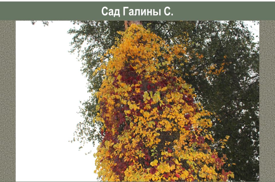 Древогубец: необычные детали о неугомонной лиане, завоевывающей российские сады