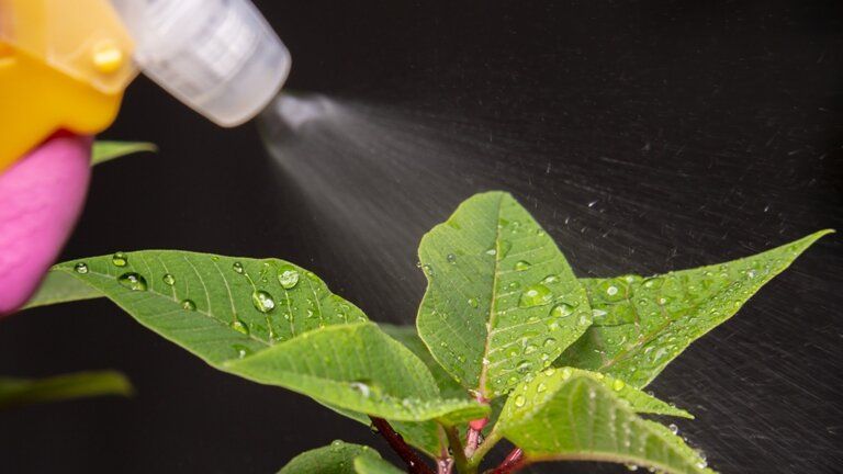 Удивительное удобрение для комнатных растений: откройте секрет бабушкиной