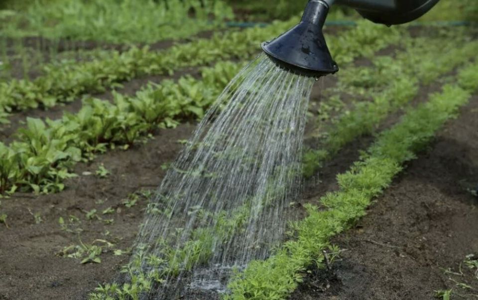 Как правильно поливать огород в зной: секреты успешного урожая