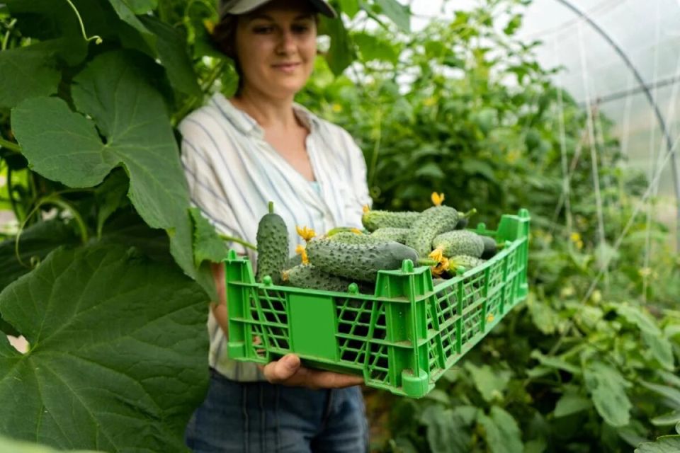 Как добиться рекордного урожая тепличных огурцов: секреты успешной посадки