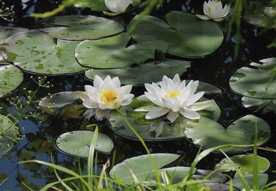 Подкормка водных растений: секреты успешного роста