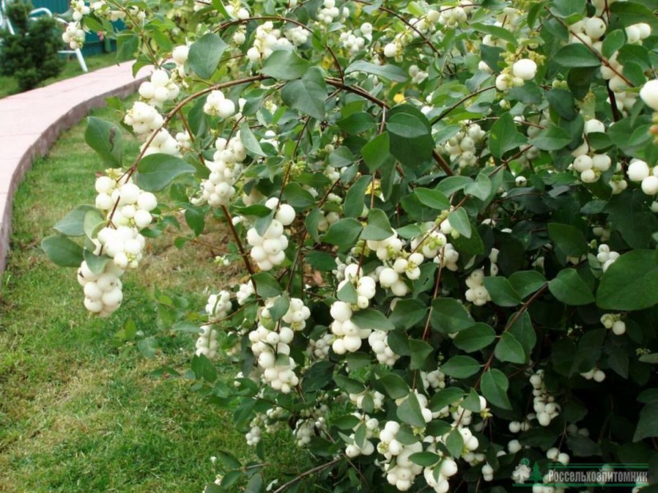 Снежноягодник: опасная красота на вашем участке