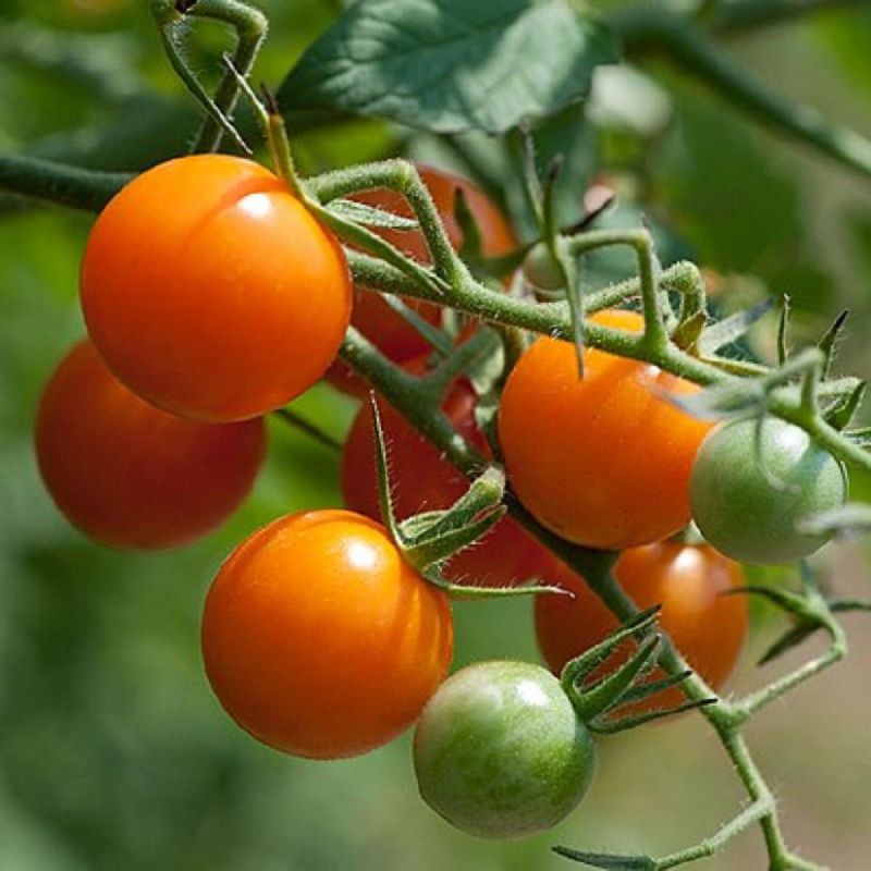 Как вырастить здоровые томаты: практические советы по посадке