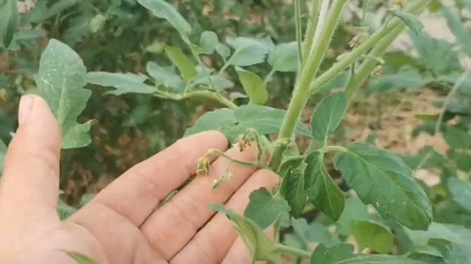 Успех среди огородников: как остановить осыпание томатных завязей всего за день