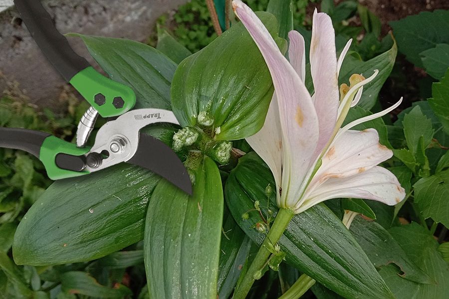 Секреты обрезки лилий: когда и как обеспечить цветение на следующий год