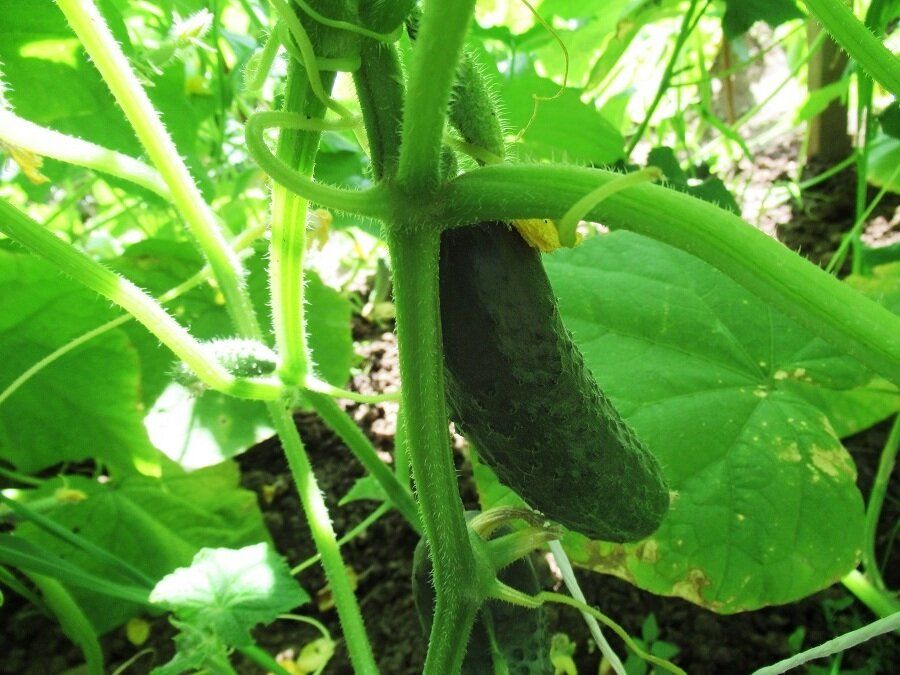 Три экологически чистых подкормки для обильного урожая огурцов