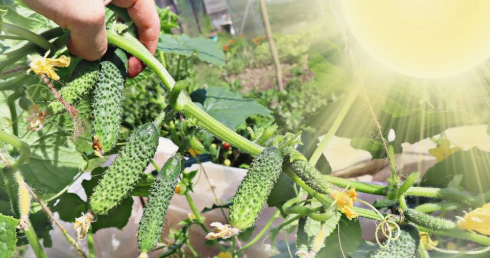 Как защитить огурцы от жары: три простых совета для успешного урожая