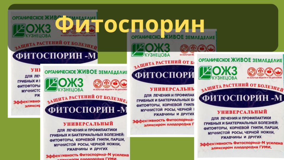 Подготовка теплицы к зиме: как сохранить урожай на следующий год