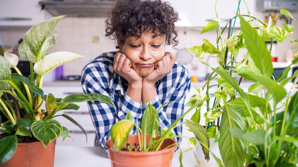 Оживет даже самый чахлый цветок в доме: просто добавьте этот продукт к поливу