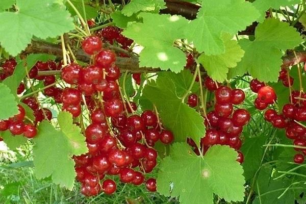 Уникальная смородина Мармеладница: особенности и применение