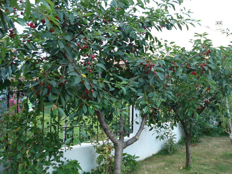 Тайны успешного сада: ошибки, которые стоит избежать