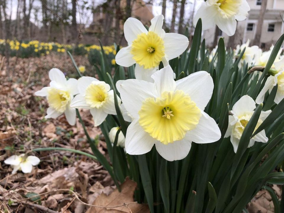Искусство ухода за нарцисами: ваши секреты органики