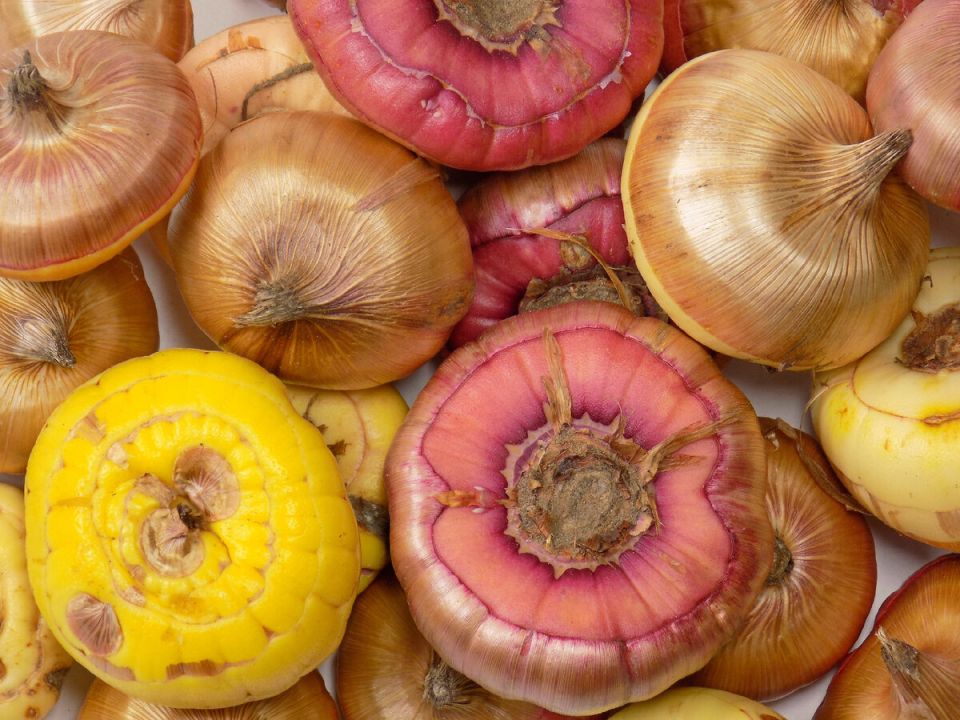 Гладиолусы под угрозой: как жаркое лето повлияло на растения