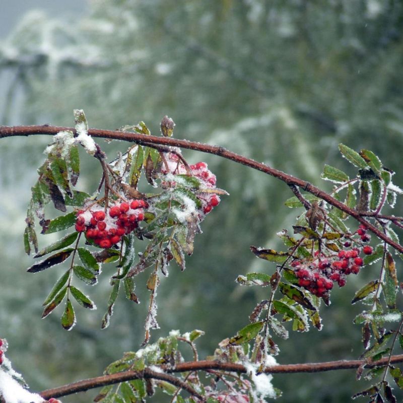 Секреты успешного ухода за садом после снегопада