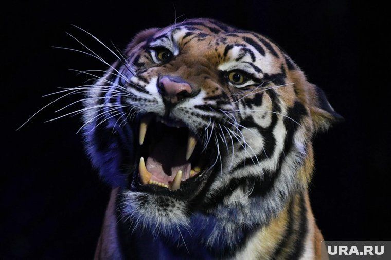 Запрет на содержание экзотических животных в России: риски и штрафы