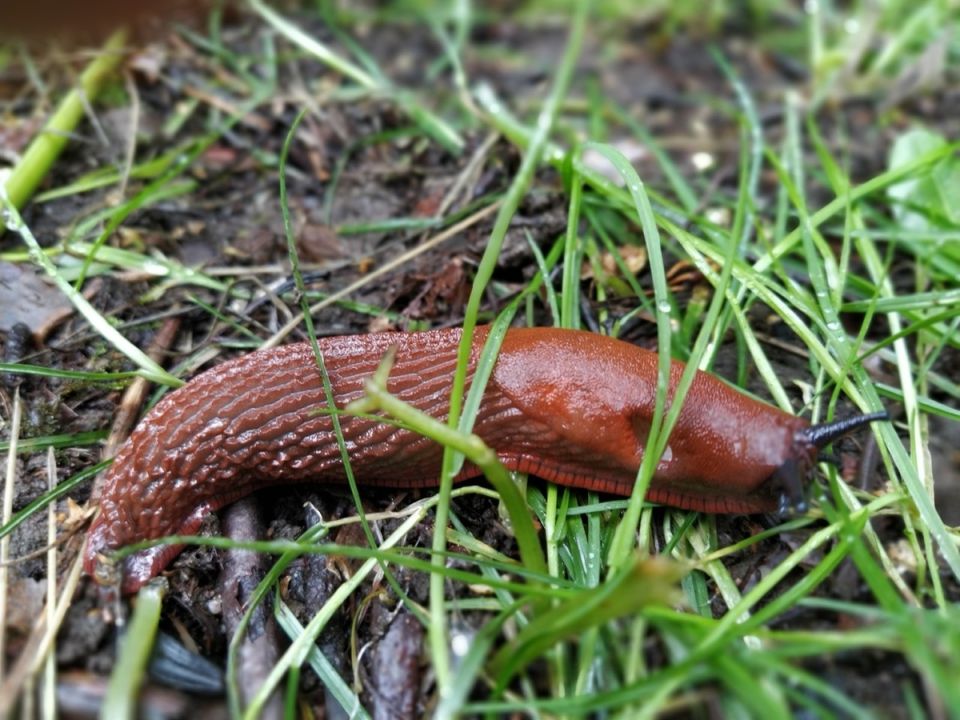 Эффективные способы справиться со слизнями: Как защитить урожай на огороде