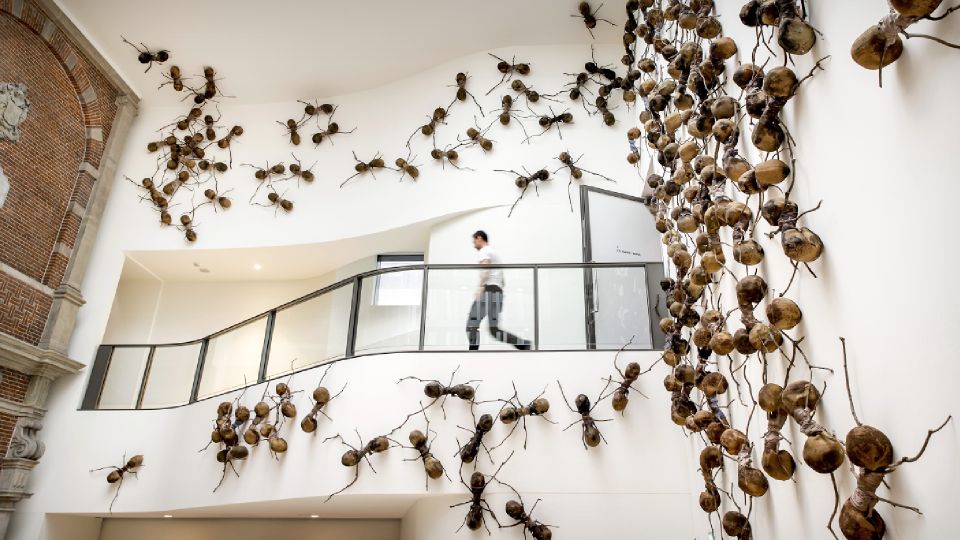 Никакой химии: эксперт назвал копеечное средство, которое избавит от муравьев в доме