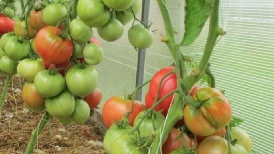 Советы по высадке рассады томатов и овощей