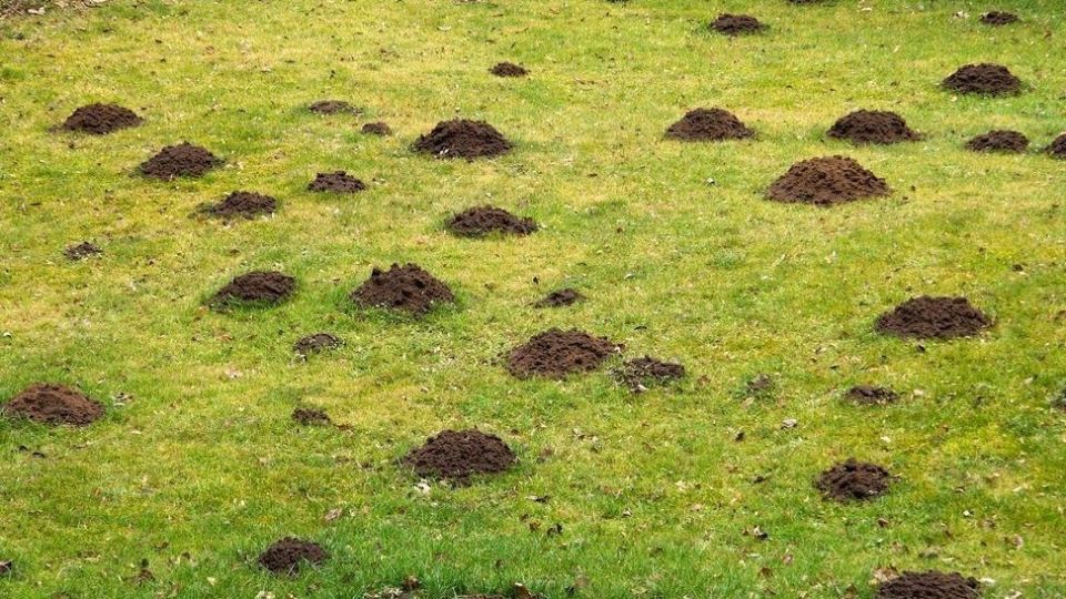 Кроты: враги газонов или мифические создания?