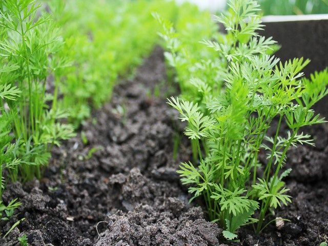 Как морковная муха становится настоящим угрозой для вашего урожая и как с ней бороться