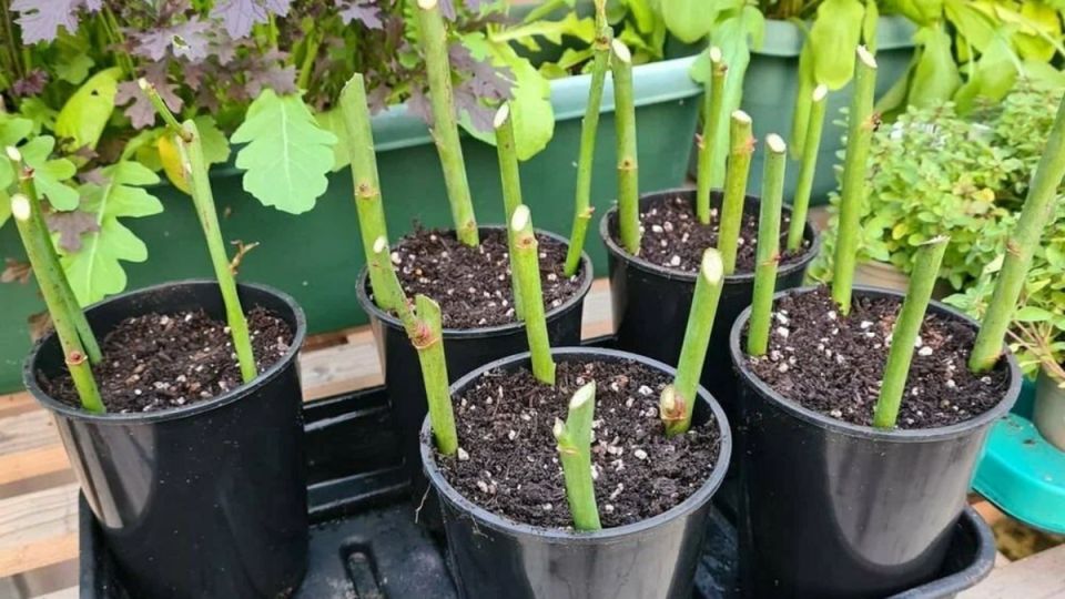 В поисках идеального корнеобразования: три секрета народных стимуляторов