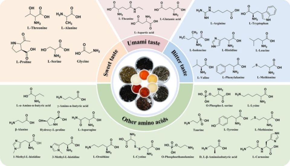 Аминокислоты в чае: какие сорта богаче всего?