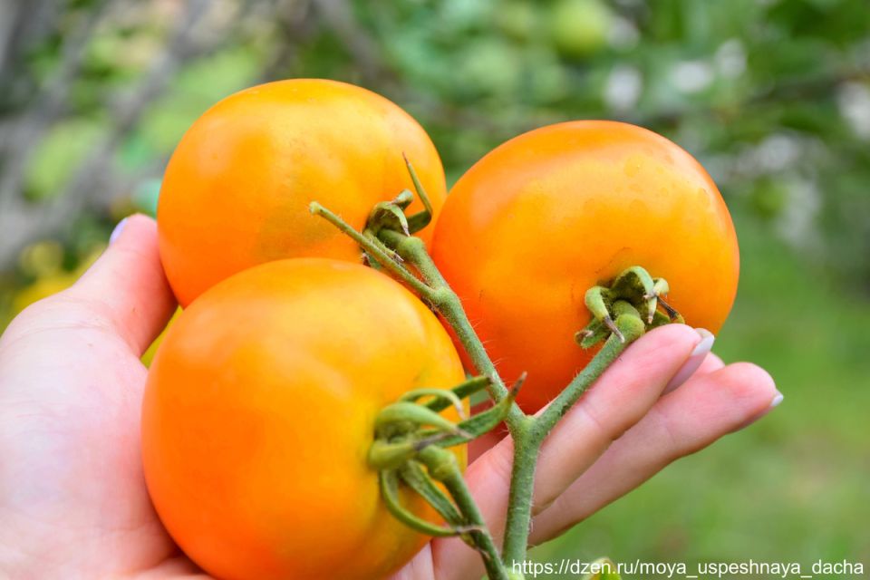 ������, �� ������� ���������� �������: ������� ������� ���� ������ ��������