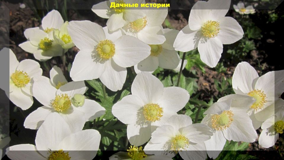 Лесные цветы для дачи: как природные красавцы украсят ваш сад