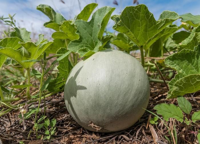 ������� ��������� ����������� ���� �� ����� ������ �������