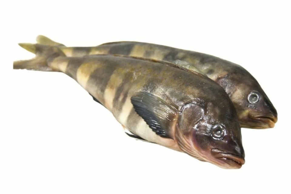 ����� ���������������� ������: ��� ����������� ������� � ����������� ���������