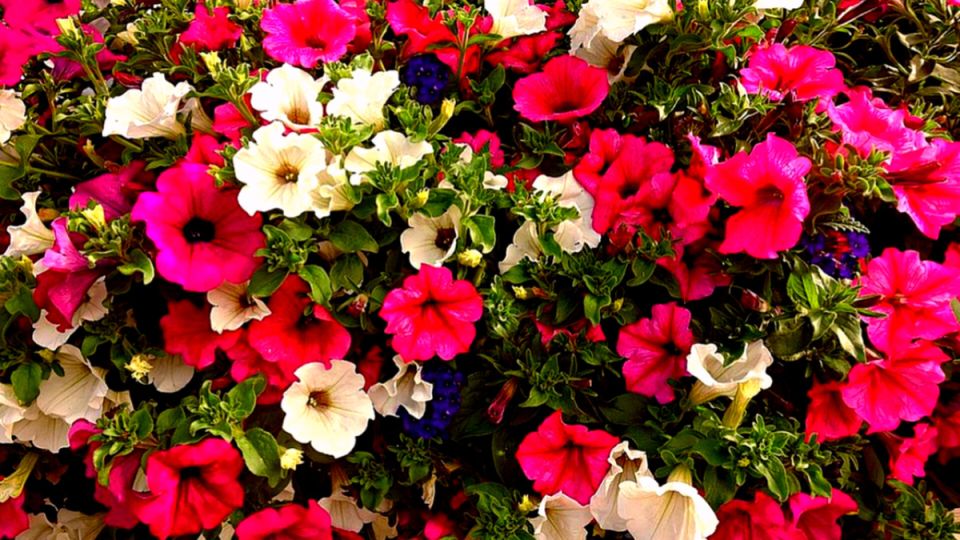 ������� �������� ������� �������: ��� ������� ����������� ��� ������� ��������