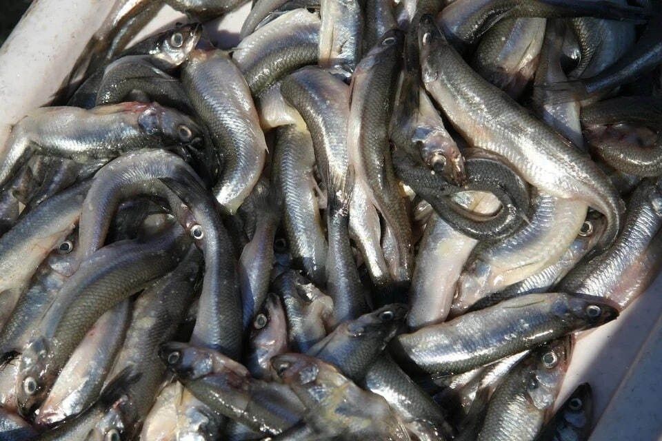 Как продукты поднимают настроение: советы гастроэнтеролога для осенних дней