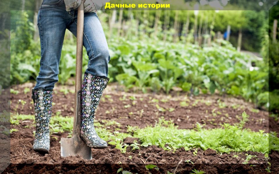 Осенняя подготовка почвы: секреты успешного повышения урожайности