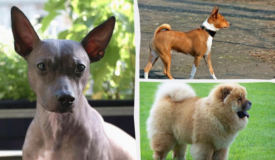 Собаки, которые не оставят следов: 10 чистокровных пород для заботливых хозяев