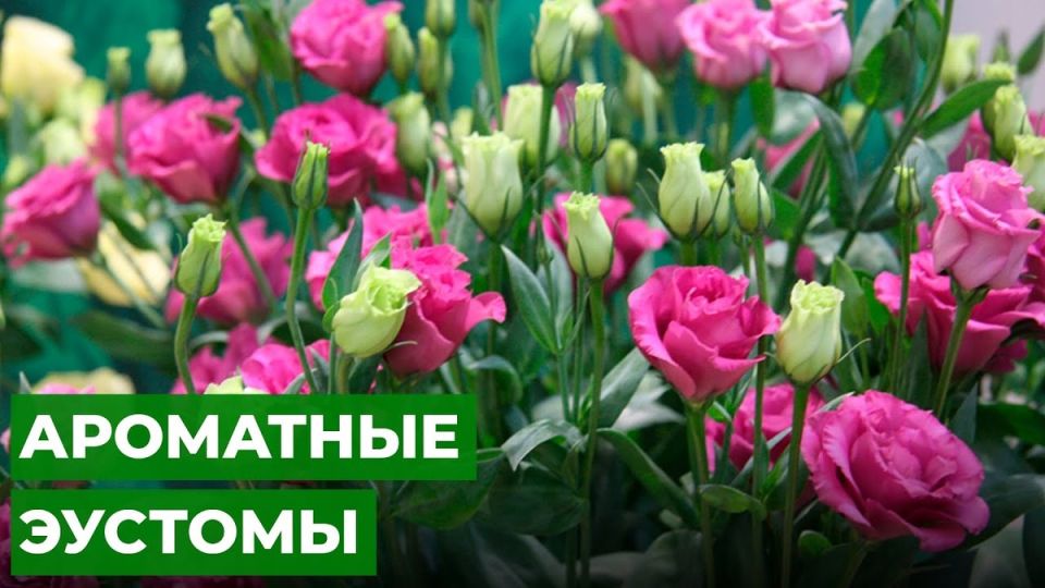 �������: ������� ��������� ����������� ������ � ����� ����